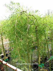 Caragana arborescens 'Walker' - Sierboom - Hortus Conclusus  - 2