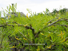 Caragana arborescens 'Walker' - Sierboom - Hortus Conclusus  - 4