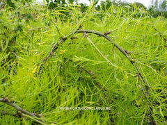 Caragana arborescens 'Walker' - Sierboom - Hortus Conclusus  - 5