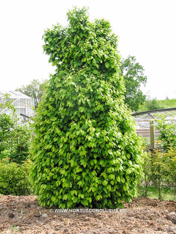 Carpinus betulus 'Columnaris Nana'