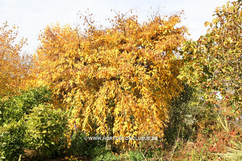 Carpinus betulus 'Pendula'