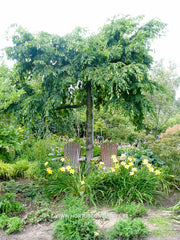 Carpinus betulus 'Pendula' - Sierboom - Hortus Conclusus  - 2