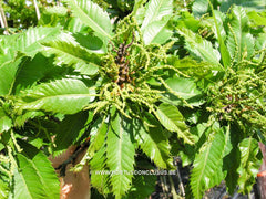 Castanea sativa 'Glabra' - Sierboom - Hortus Conclusus  - 1