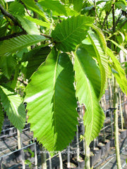 Castanea sativa 'Glabra' - Sierboom - Hortus Conclusus  - 3