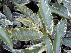 Castanea sativa 'Variegata' - Sierboom - Hortus Conclusus  - 1