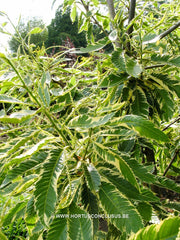 Castanea sativa 'Variegata' - Sierboom - Hortus Conclusus  - 2