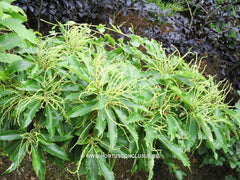 Castanea sativa 'Vincent van Gogh' - Sierboom - Hortus Conclusus  - 1