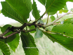 Castanea sativa 'Vincent van Gogh' - Sierboom - Hortus Conclusus  - 2