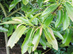 Castanea sativa 'Vincent van Gogh' - Sierboom - Hortus Conclusus  - 3