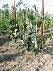 Cercidiphyllum japonicum 'Pendulum' - Sierboom - Hortus Conclusus  - 1