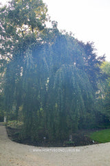 Cercidiphyllum japonicum 'Pendulum' - Sierboom - Hortus Conclusus  - 2