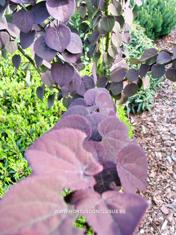 Cercidiphyllum japonicum 'Rot Fuchs'