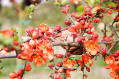 Chaenomeles japonica 'Sargentii' - Sierboom - Hortus Conclusus  - 1