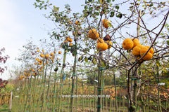 Chaenomeles japonica 'Sargentii' - Sierboom - Hortus Conclusus  - 3