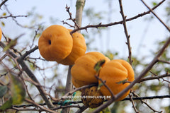 Chaenomeles japonica 'Sargentii' - Sierboom - Hortus Conclusus  - 4