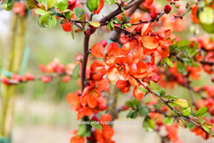 Chaenomeles japonica 'Sargentii' - Sierboom - Hortus Conclusus  - 5