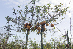 Chaenomeles japonica 'Sargentii' - Sierboom - Hortus Conclusus  - 6