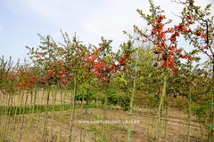 Chaenomeles japonica 'Sargentii' - Sierboom - Hortus Conclusus  - 7