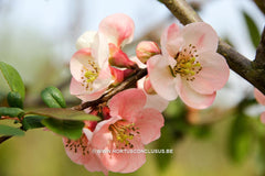 Chaenomeles 'Rosemoor Seedling' - Sierboom - Hortus Conclusus  - 1