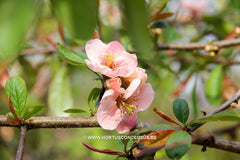 Chaenomeles 'Rosemoor Seedling' - Sierboom - Hortus Conclusus  - 2