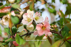 Chaenomeles 'Rosemoor Seedling' - Sierboom - Hortus Conclusus  - 3