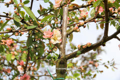 Chaenomeles 'Rosemoor Seedling' - Sierboom - Hortus Conclusus  - 4