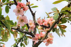 Chaenomeles 'Rosemoor Seedling' - Sierboom - Hortus Conclusus  - 5