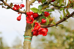 Chaenomeles speciosa 'Rubra' - Sierboom - Hortus Conclusus  - 1