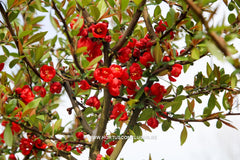 Chaenomeles speciosa 'Rubra' - Sierboom - Hortus Conclusus  - 2