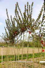 Chaenomeles speciosa 'Rubra' - Sierboom - Hortus Conclusus  - 3