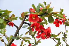 Chaenomeles speciosa 'Rubra' - Sierboom - Hortus Conclusus  - 4