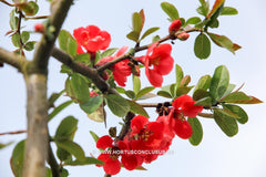 Chaenomeles speciosa 'Rubra' - Sierboom - Hortus Conclusus  - 5