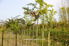 Chaenomeles speciosa 'Rubra' - Sierboom - Hortus Conclusus  - 6