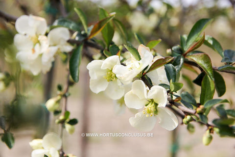 Chaenomeles x superba 'Jet Trail'