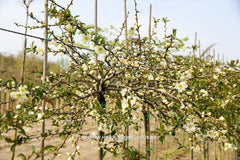 Chaenomeles x superba 'Jet Trail' - Sierboom - Hortus Conclusus  - 2