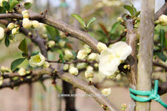 Chaenomeles x superba 'Jet Trail' - Sierboom - Hortus Conclusus  - 3