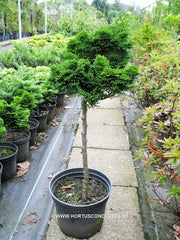 Chamaecyparis obtusa 'Nana Gracilis' - Konifeer - Hortus Conclusus  - 1