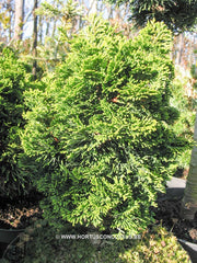 Chamaecyparis obtusa 'Nana Gracilis' - Konifeer - Hortus Conclusus  - 2