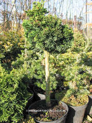 Chamaecyparis obtusa 'Nana Gracilis' - Konifeer - Hortus Conclusus  - 3