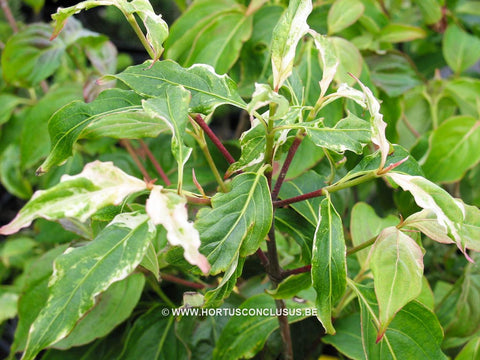 Cornus kousa 'Bultinck's Bont'