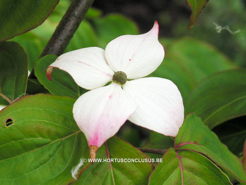 Cornus kousa 'Claudia'