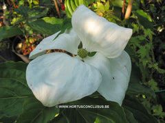 Cornus Venus ® - Heester - Hortus Conclusus  - 2