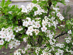 Crataegus monogyna 'Compacta' - Sierboom - Hortus Conclusus  - 1