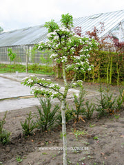 Crataegus monogyna 'Compacta' - Sierboom - Hortus Conclusus  - 2