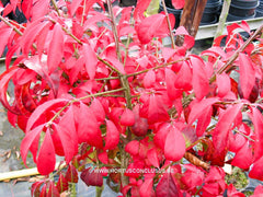 Euonymus alatus 'Compactus' - Heester - Hortus Conclusus  - 1