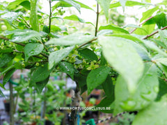 Euonymus alatus 'Compactus' - Heester - Hortus Conclusus  - 2
