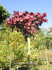 Euonymus alatus 'Compactus' - Heester - Hortus Conclusus  - 3