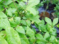 Euonymus alatus 'Compactus' - Heester - Hortus Conclusus  - 4