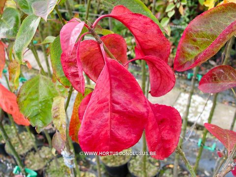 Euonymus atropurpureus