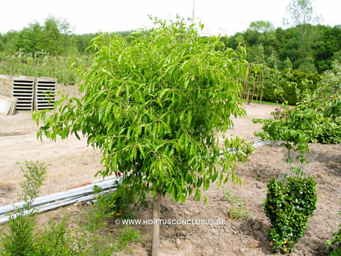 Euonymus bungeanus 'Dart's Pride'